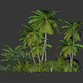Lush Tropical Plants With Palm Trees And Green Foliage In Natural Setting