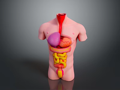 Human Torso Anatomy Model Showing Internal Organs Lungs Heart Stomach Intestines 3d model