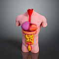 Human Torso Anatomy Model Showing Internal Organs Lungs Heart Stomach Intestines