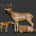 Three Deer Group With Standing Antlered Adult Lying Doe And Small Spotted Fawn Against Black Background