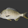 Striped Silver White Fish With Yellow Fins On Dark Background And Reflection