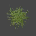 Red and Black Ladybug Crawling on Green Grass Blades in Natural Outdoor Setting