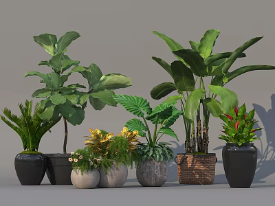 Various Potted Plants with Large Leaves in Ceramic Woven and Stone Pots 3d model