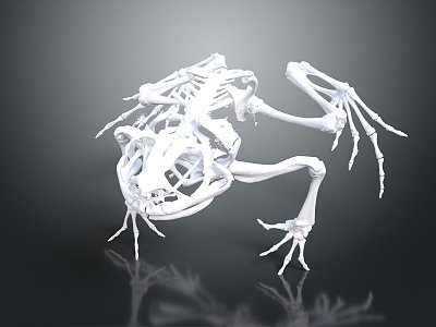 modern skeleton frog skeleton japanese toad skeleton toad skeleton 3d model