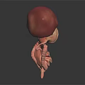 Detailed 3D Anatomical Model of Human Liver and Digestive Intestines