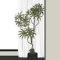 Indoor Bonsai Tree With Green Leaves And Twisted Trunk By Window Snowy Scene