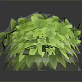 Decorative Green Plant with Lush Layered Leaves in Spherical Shape and Shiny Foliage
