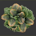 Green Potted Plant With Broad Leaves In Black Pot On Gray Background