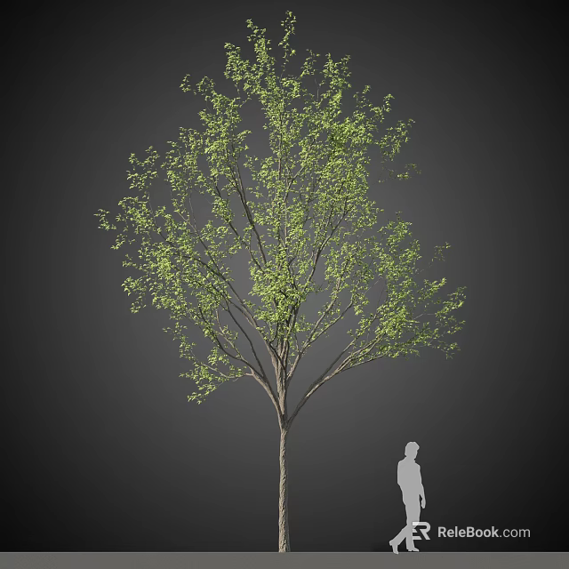 Natural Tall Arbor With Lush Green Leaves And Strong Trunk Featuring Human Figure For Scale 3d model 