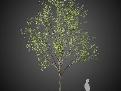 Natural Tall Arbor With Lush Green Leaves And Strong Trunk Featuring Human Figure For Scale 3d model