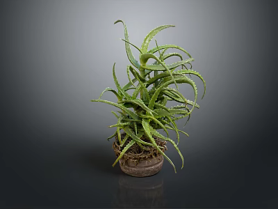 Aloe Vera Plant With Green Spiky Leaves In Terracotta Pot For Indoor Decor 3d model