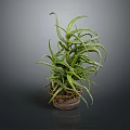 Aloe Vera Plant With Green Spiky Leaves In Terracotta Pot For Indoor Decor