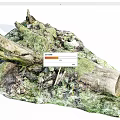 Natural Forest Ground With Moss Covered Stones And Wooden Logs