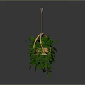 Lush Green Hanging Plant In Wicker Basket With Wooden Hanger And Trailing Leaves