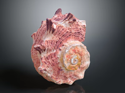 Pink and White Spiral Conch Marine Animal With Textured Surface And Natural Pattern 3d model