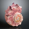 Pink and White Spiral Conch Marine Animal With Textured Surface And Natural Pattern