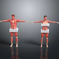 Male and Female Human Anatomical Models with Visible Organs Hair and Detailed Muscle Structure