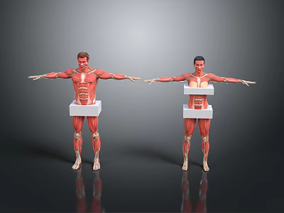 Male and Female Human Anatomical Models with Visible Organs Hair and Detailed Muscle Structure 3d model