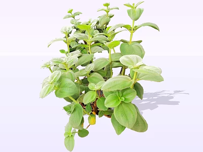 2D silver hair peony flower silver hair Dan silver hair wild peony 3d model