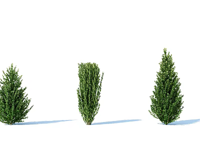 Three Healthy Green Lush Shrubs Featuring Different Shapes and Dense Foliage 3d model