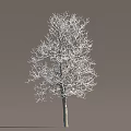 Tall Arbor With Snow Covered Bare Branches Against Brown Background 3d model
