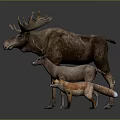 Group of Wild Moose Deer and Fox Standing Together on Gray Background