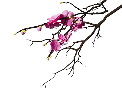 Floral Display Featuring Pink Plum Blossoms on Black Branches with Blooms and Buds 3d model