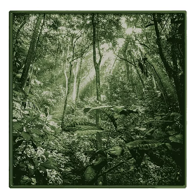 Dense Forest Landscape with Sunlight Rays Streaming Through Tall Trees and Lush Vegetation 3d model