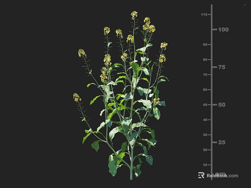 Crop Plant With Yellow Flowers Green Leaves And Height Measurement In Cm 3d model 