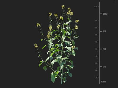 Crop Plant With Yellow Flowers Green Leaves And Height Measurement In Cm 3d model