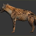 Realistic Spotted Hyena Standing in Studio with Gray Background and Detailed Fur