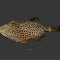 Spotted Orange Brown Fish With Dark Spots And Large Eyes On Reflective Surface