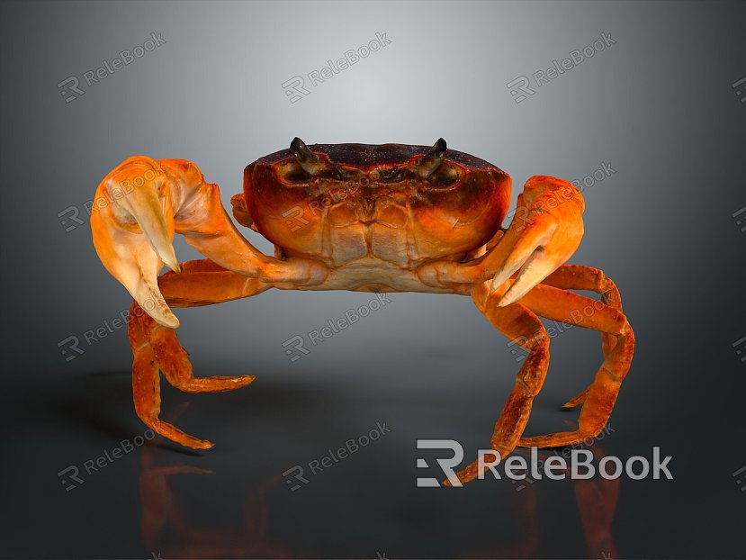 crab sea crab river crab hairy crab bread crab hermit crab big crab small crab marine animal fish model