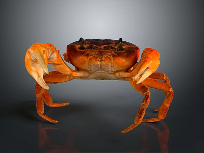 Orange Aquatic Crab With Large Claws Detailed Legs On Smooth Surface And Clear Reflection 3d model