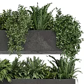 Bonsai Potted Plants in Black Rectangular Pots with Lush Green Foliage and Hanging Branches