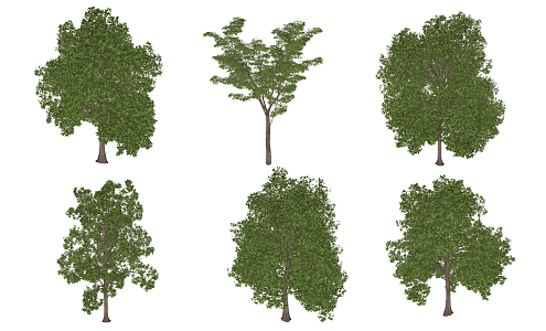 Modern Tree Plants 3d model