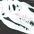 Reptile Dinosaur Skull Skeleton with Sharp Teeth and Bone Structure