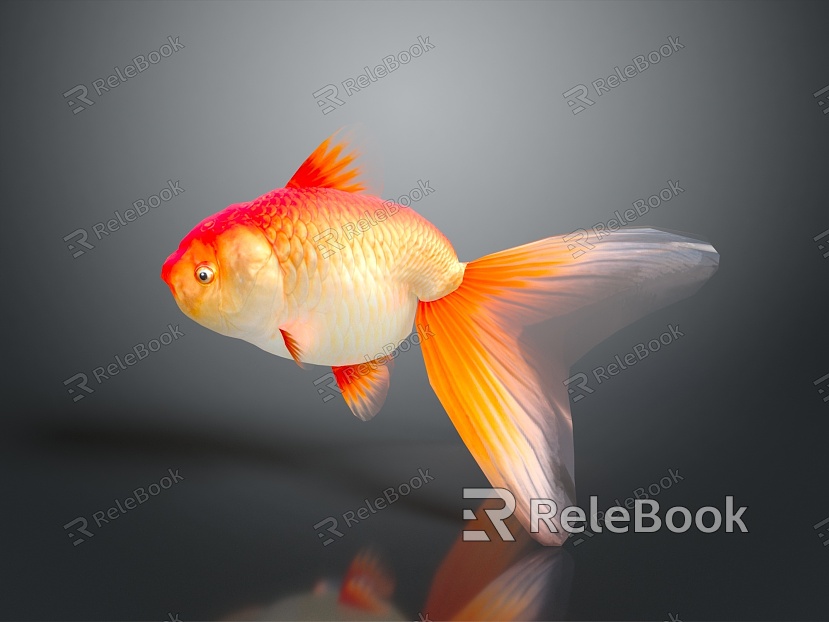 Cold Water Fish Goldfish Gold Grass Gold Cold Water Parrot Koi Double Tailed Gold Red Hat Lanshou Longjing model