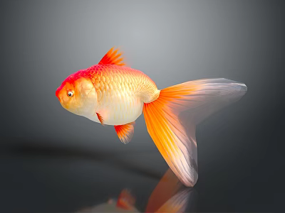 Orange and Red Goldfish Swimming With Large Tail And Reflection In Gray Background 3d model