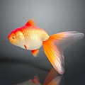 Orange and Red Goldfish Swimming With Large Tail And Reflection In Gray Background