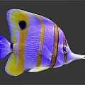Vibrant Purple and Yellow Striped Fish with Long Snout and Distinctive Markings