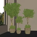 Three Various Sizes Bonsai Potted Plants By Window With Terracotta Pots And Natural Light