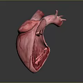Detailed Organ Heart Model with Hair Follicle and Vascular Structure Features