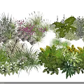Colorful Assorted Flowers Green Plants With Pink Blooms White Herbs And Fern Collection