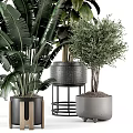 Various Potted Plants with Large Green Leaves Small Trees and Ceramic Metal Pots for Indoor Decor