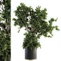 Lush Green Bonsai Potted Plant With Black Pot And Decorative Foliage