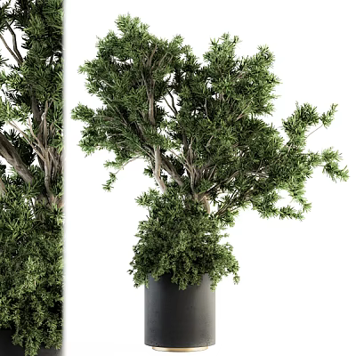 Lush Green Bonsai Potted Plant With Black Pot And Decorative Foliage 3d model