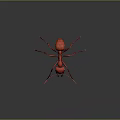Detailed Shiny Red Ant With Long Antennae And Legs On Dark Background