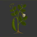 Growing Fresh Pea Pod Plant with Green Leaves White Flower Vines and Orange Roots