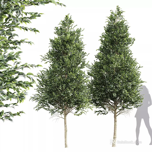 Two Evergreen Arborvitae Trees with Lush Foliage and Human Silhouette for Scale 3d model 